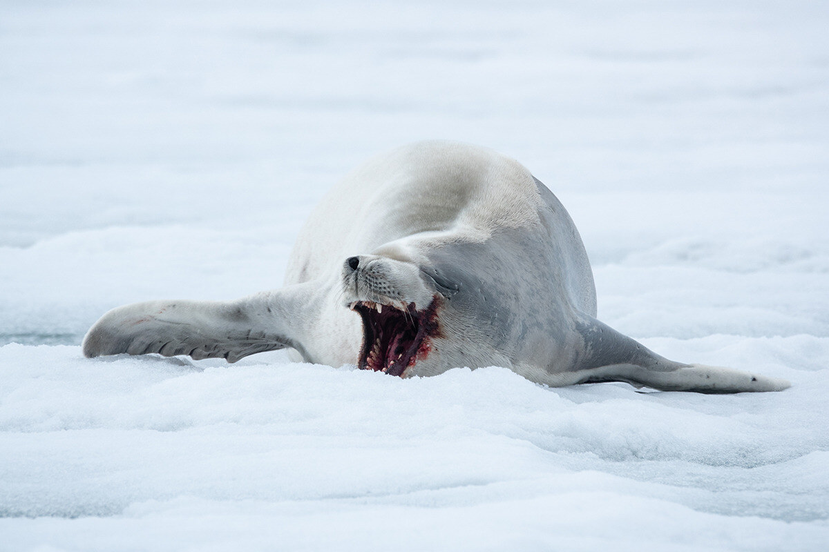 Blog_Lifestyle_Seal_wildlife resize