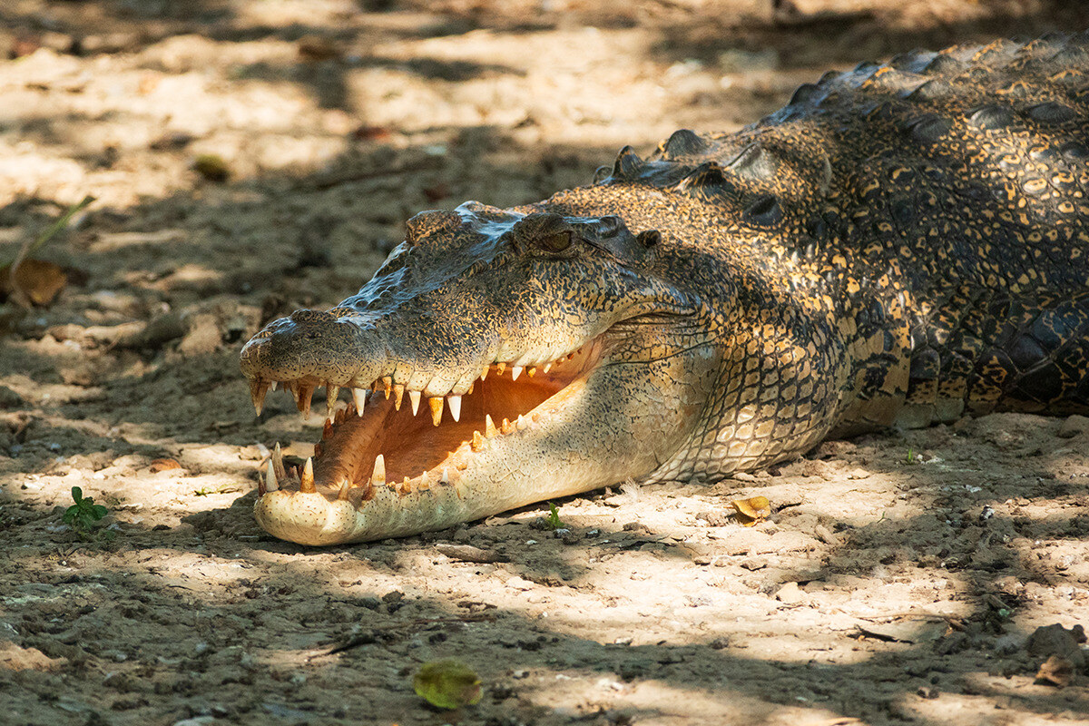 Blog_lifestyle_crocodile resize
