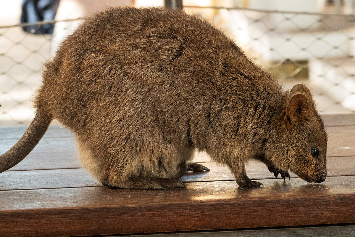 Blog_lifestyle_quokka resize