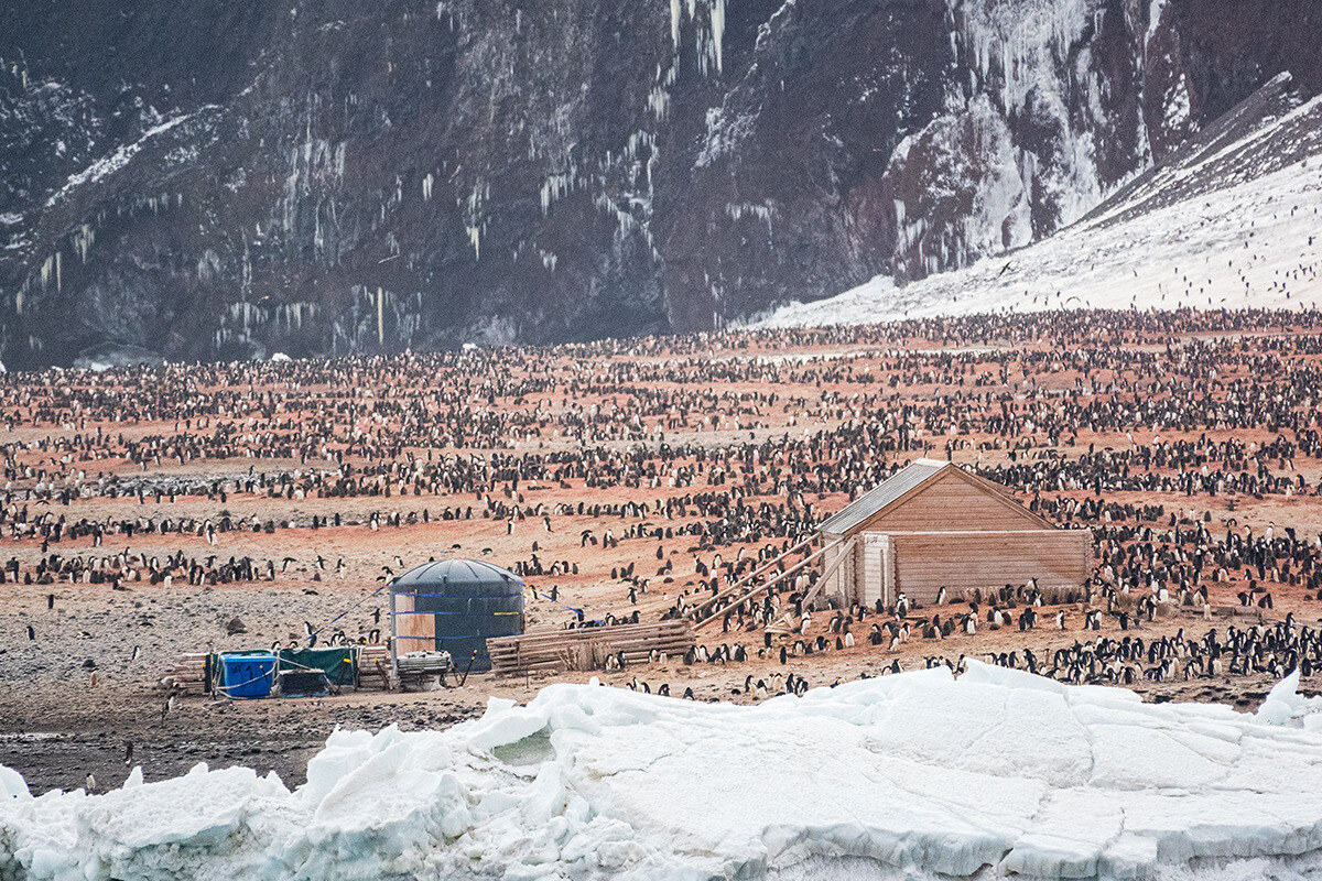 Blog_lifestyle_wildlife_penguins re-size