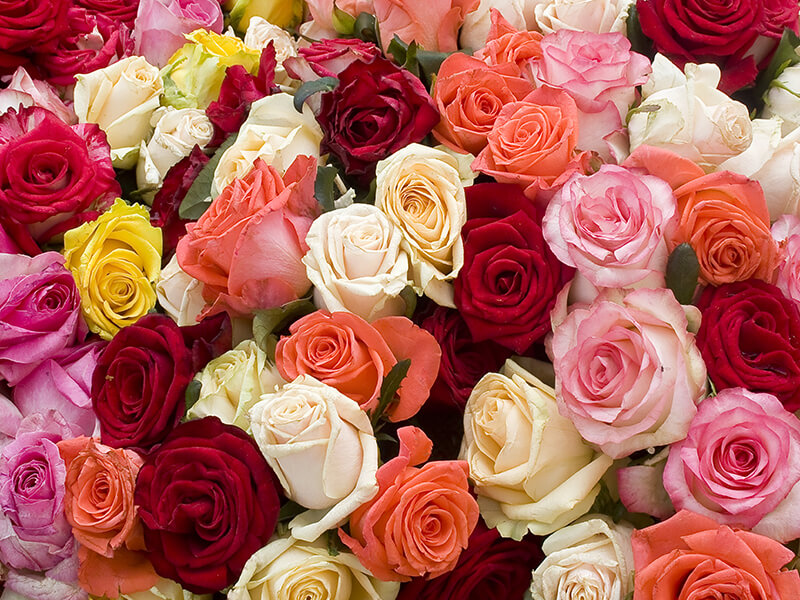 Colourful roses