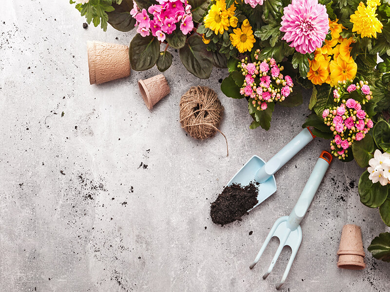 Gardening for beginners