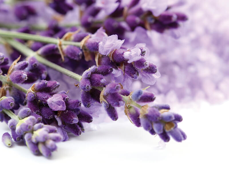 Lavendar