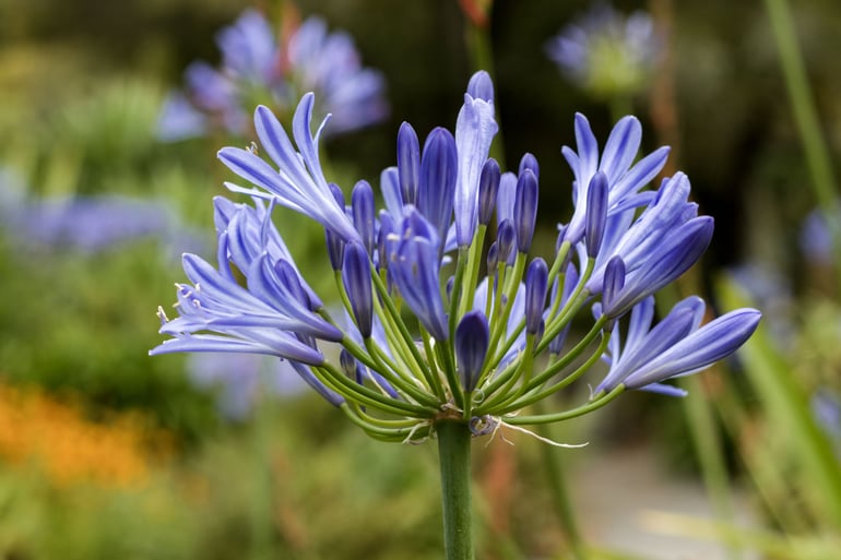 bigstock-Agapanthus-Blue-Lily-Flower-D-386074645