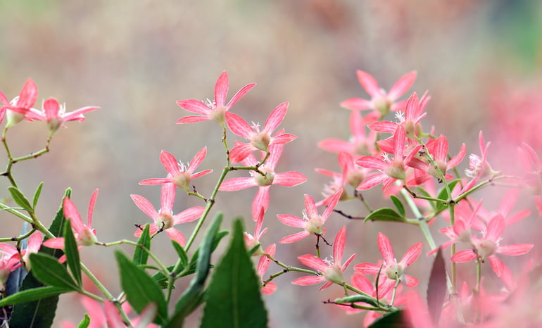 bigstock-Australian-Christmas-Nature-Ba-400094630