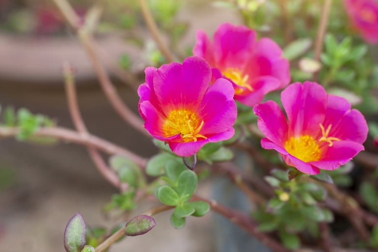 bigstock-Beautiful-Pink-Portulaca-Flowe-403998821