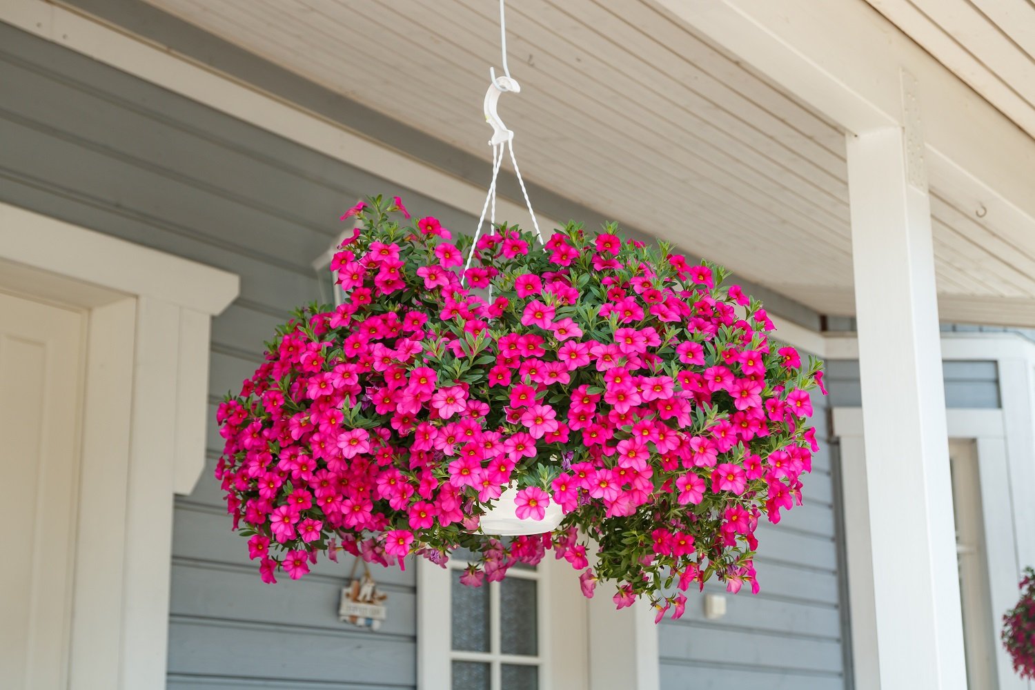 bigstock-Calibrachoa-Or-Bell-Flower-Fl-382019978