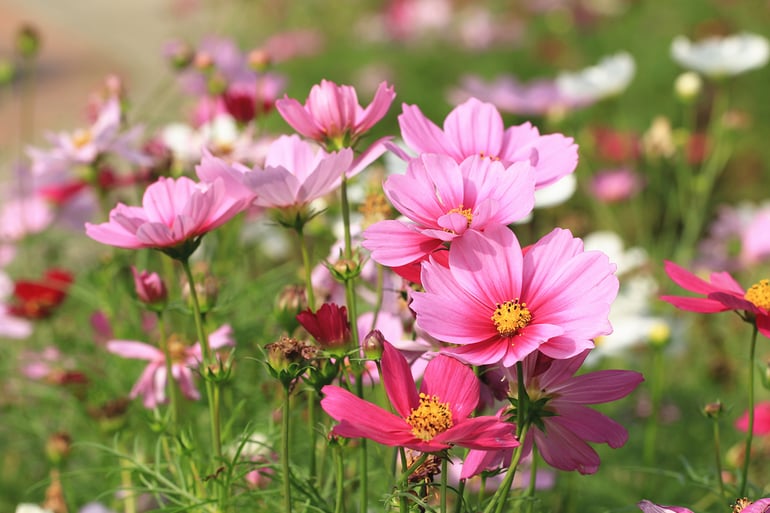 bigstock-Cosmos-Flowers-Field-many-Beau-386867092