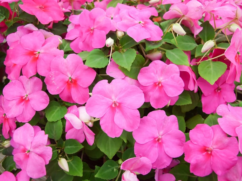 bigstock-Pink-Impatiens-Scientific-Nam-364572985