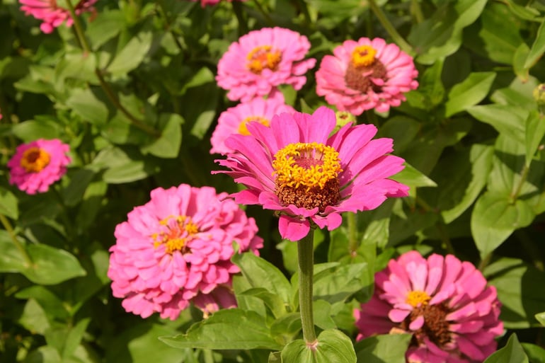 bigstock-Zinnia-Flowers-Growing-In-A-Fl-385131368