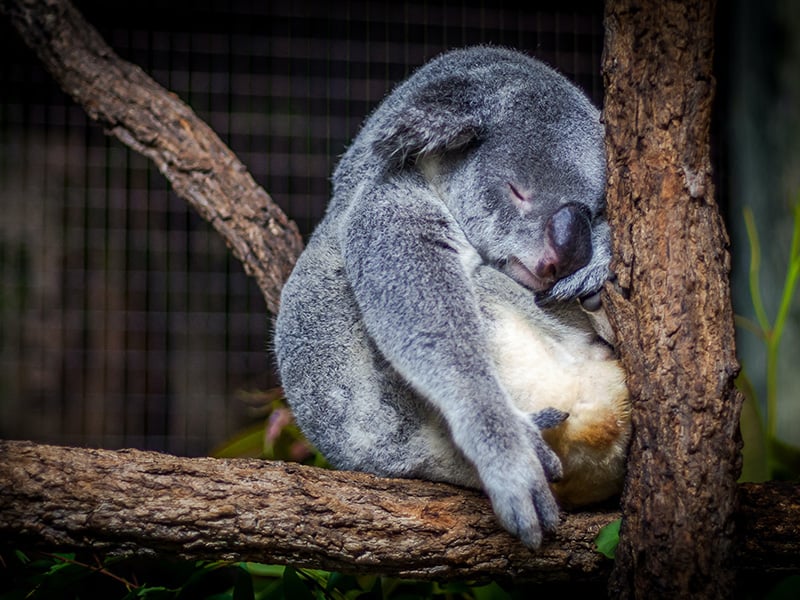 Zoos Victoria