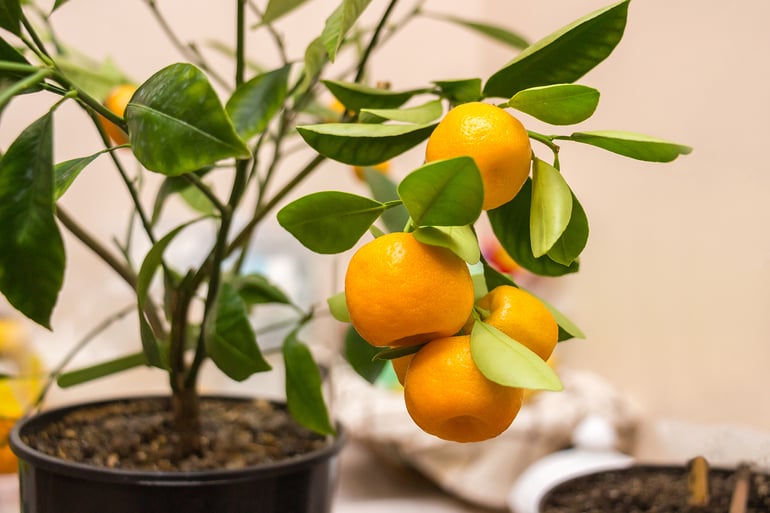 bigstock-Branch-Of-A-Calamondin-Citrus--360379906