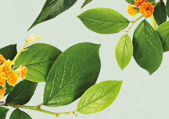Lifestyle Digital Banner 640x450_AU