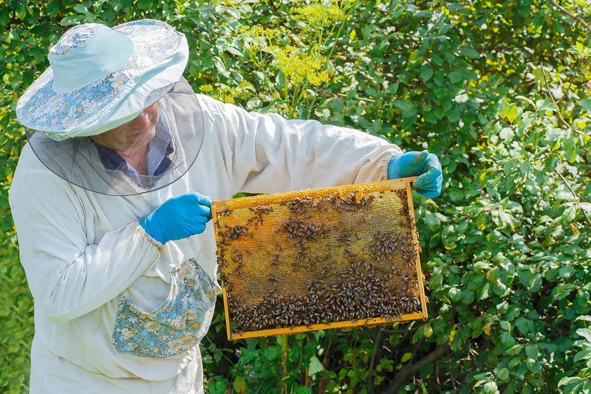 An older person beekeeping