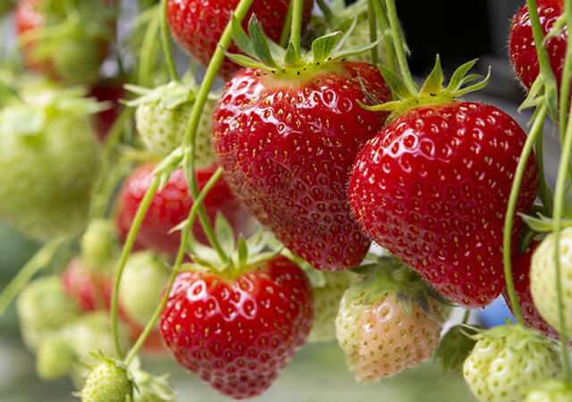 strawberries-326031373-640x450